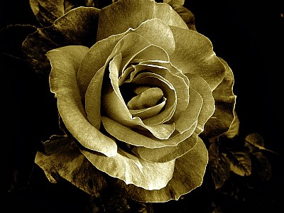 MyRose