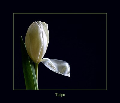 Tulipa