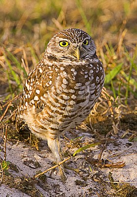 Burrowing Owl; Cape Coral, FL