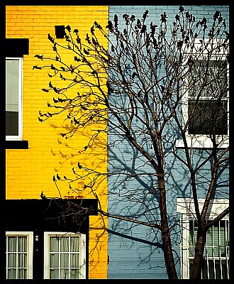Yellow+Blue