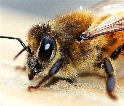 Bee