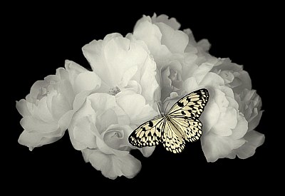 White Roses with Butterfly