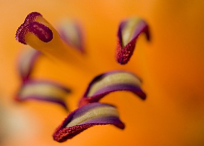 Orange Lily 1