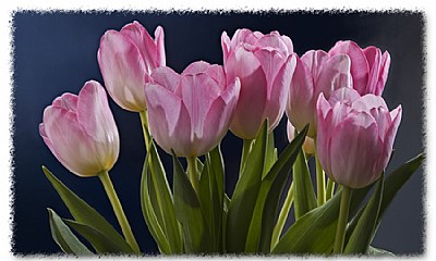 Bouquet of Tulips