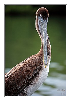 pelican