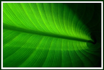 green patterns...