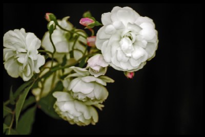 White Roses