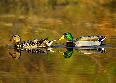 Spring Reflections