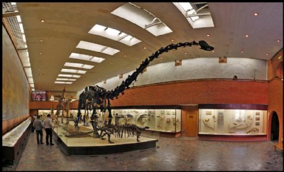 Paleontology museum. Moscow