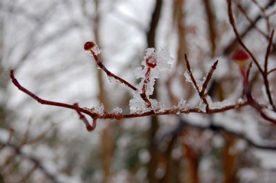 Dogwood Branch Under Ice