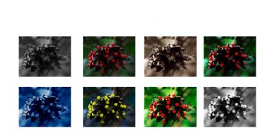 berries o collage