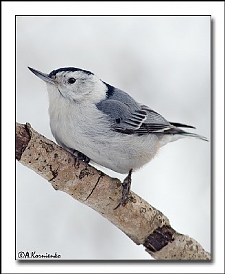 Nuthatch 2