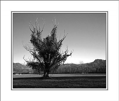 Tree portrait (9278)
