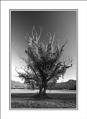 Tree portrait (9281)