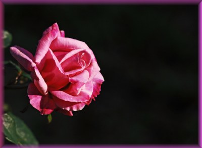 Pink Rose