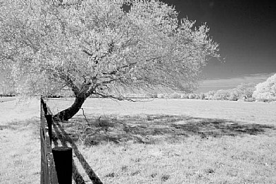 fence and tree