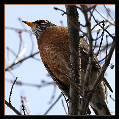 Birdy