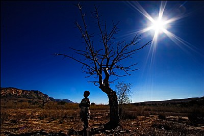 under the shadow tree