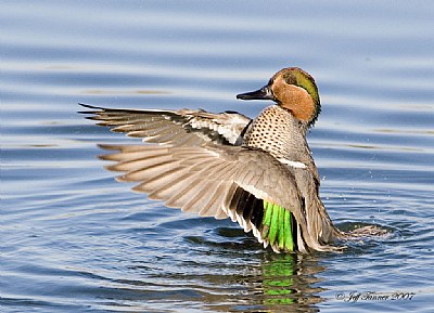 Green-winged Teal