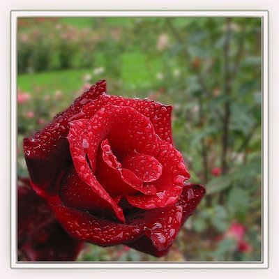 Red Pearly Rose