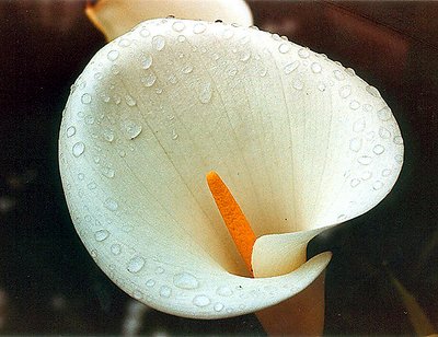 arum lily...