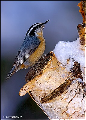 Nuthatch