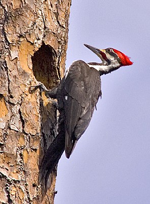 Male Pileated Woodpecker at work.
