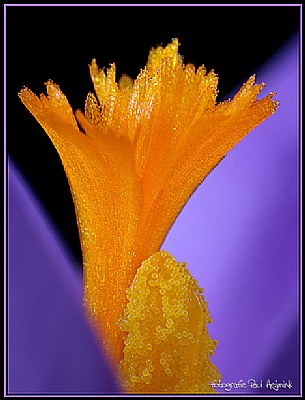 Crocus