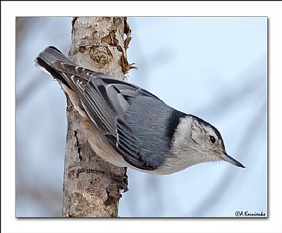 Another Nuthatch