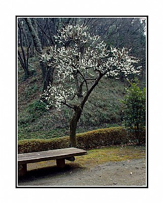 Solitude of a tree in bloom