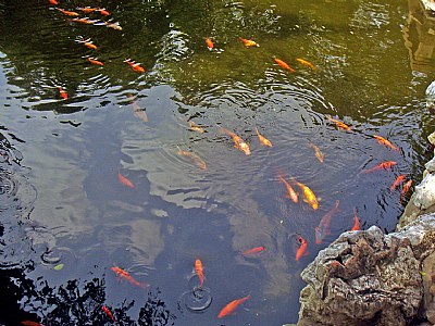 Pond & Fishes