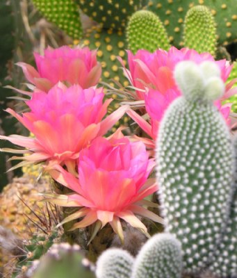 cacti flowers 