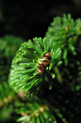 Pine tree macro