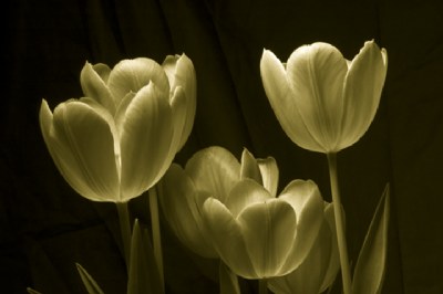 Sepia Tulips