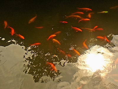 Fishes & Reflections