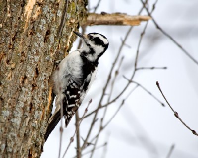 Female Hairy Woodpecker