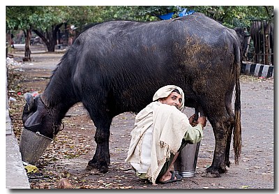 Milkman