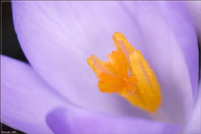 Spring Crocus 5