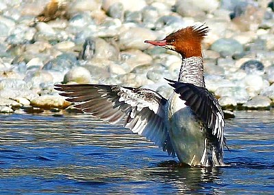 Merganser Duck