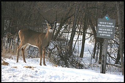 Please do not feed wildlife...