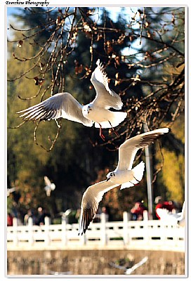 Seagull @ Kunming, Yunnan