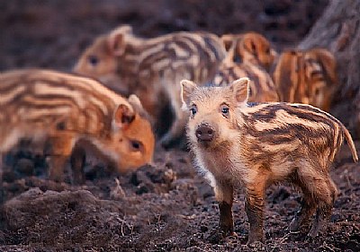 Small boars