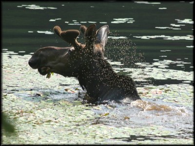 Waiter, there's a fly in my Moose