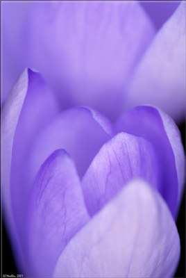 Spring Crocus 7