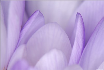 Spring Crocus 8