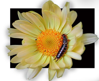 Flower and insect