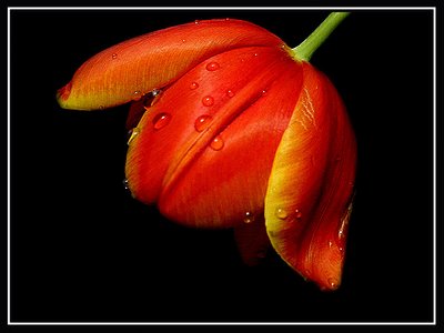 Wet Tulip