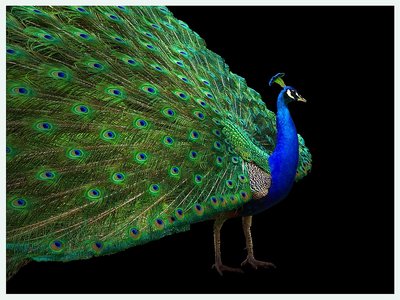 Peacock Dance