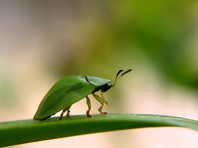 green and green