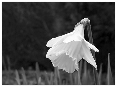 Narcissus pseudonarcissus